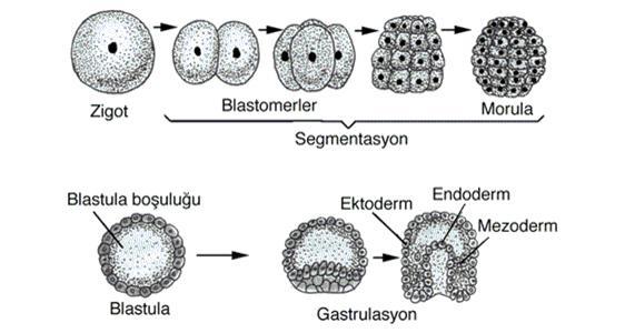 KÖK HÜCRELER TOTİPOTENT : Üç germ yaprağı halinde farklılaşma yeteneğinde olan: Ektoderm, Endoderm,