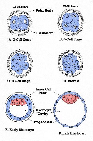 12-15 saat Polar cisim 24-30 saat A-2 hücreli safha Blastomer B-4 hücreli safha C-8 hücreli