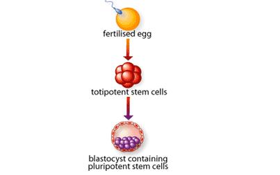 Fertilize yumurta hücresi Totipotent kök