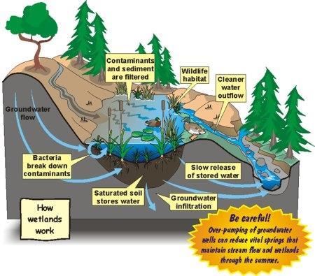 Sulak alan ekosistemi nasıl çalışır?