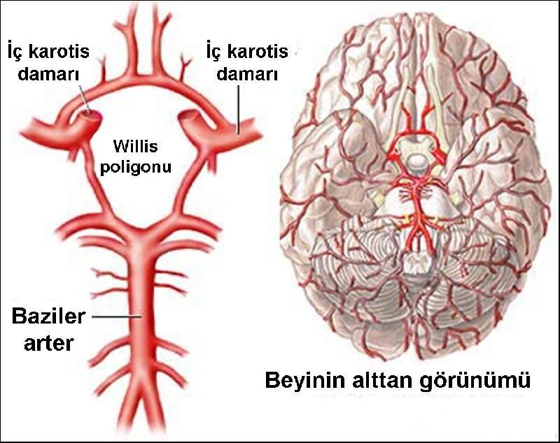Şekil 2. Serebral dolaşım (20) Beyinde end arterler adı da verilen bu küçük damarların tıkanması sonucunda iskemi gerçekleşmektedir (3).