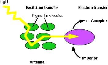 Bir foton klorofil molekülüne çarptığında fotonun enerjisiyle elektron daha yüksek enerjili bir düzeye çıkar, bu elektron tekrar eski kararlı durumuna