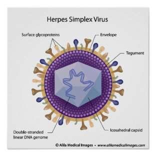 Herpes Simplex Virusların Genel Özellikleri Herpesvirus ailesinin Alfaherpesvirinae alt