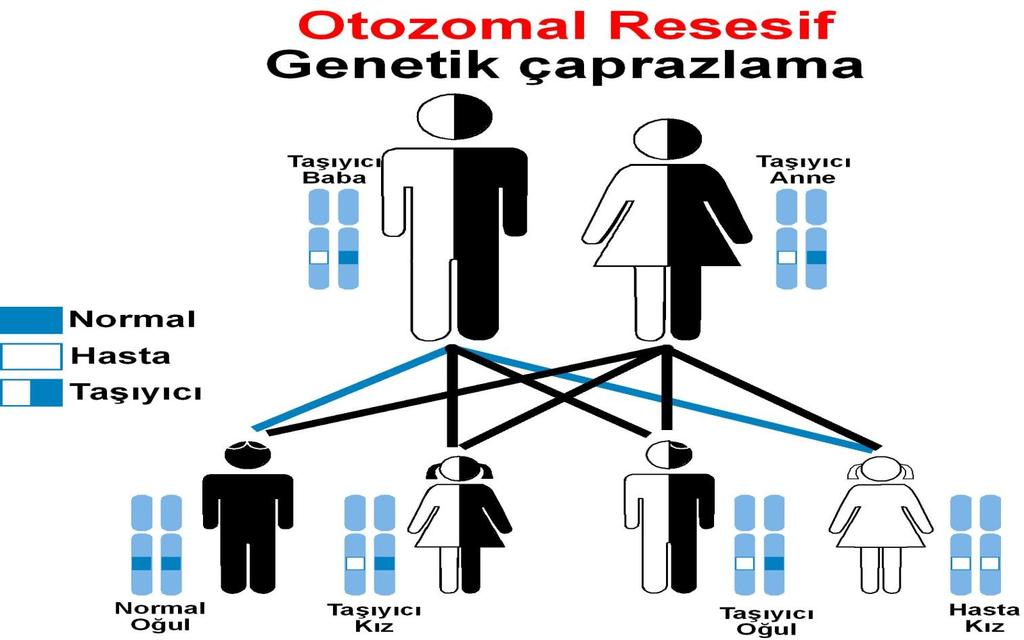 Otozomal Resesif (OR) Kalıtım Hastalık iki