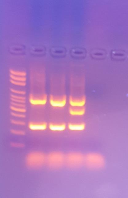 16S/mec/nuc Multipleks PCR 1 2 3 4 5 16S meca nuc 1. Marker 2.S.aureus (OLGU) 3.