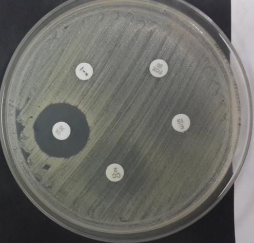 Staphylococcus aureus P-1U FOX