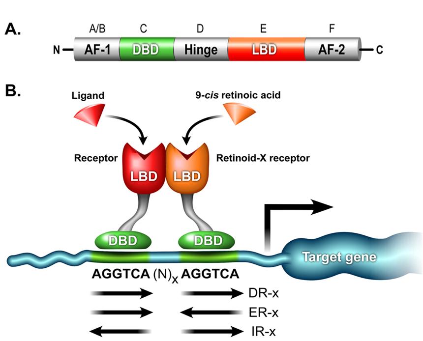 Nükleer reseptörler DBD, DNA bağlayıcı bölge (DNA binding