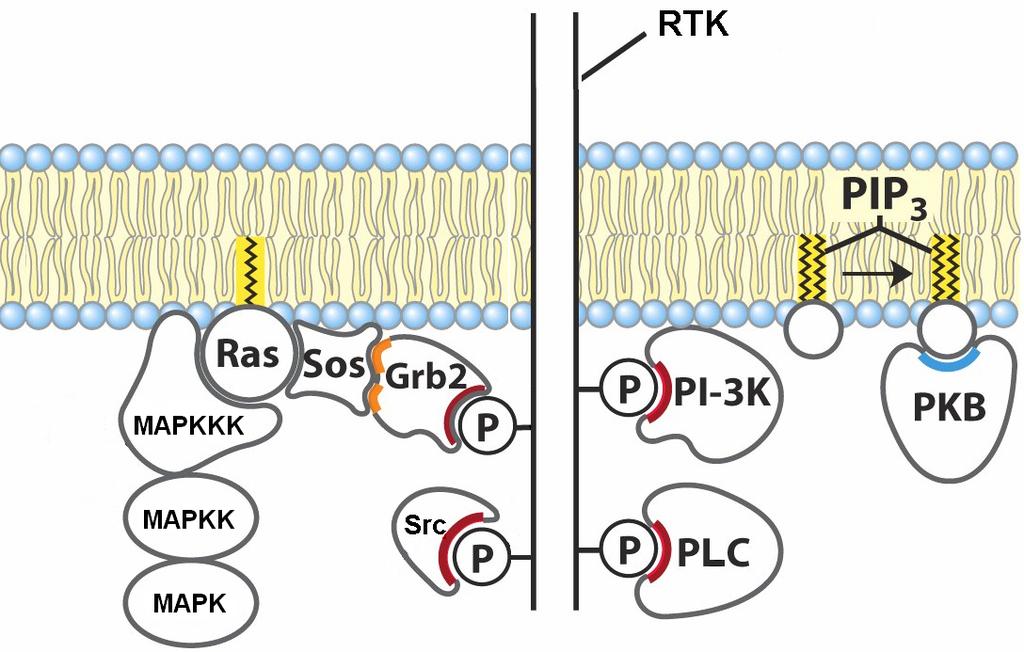 RTK ile akrve edilen başlıca sinyal ilerm yolları Fosfo@rozin etkileşme bölgeleri olan sitoplazmik