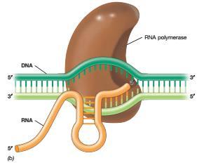 RNA sentezinin terminasyonu DNA üzerindeki özel baz dizilerinde meydana gelir.
