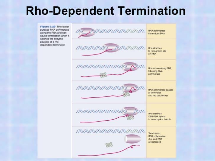 Transkripsiyonun Sonlandırılması Rho Bağımlı Terminasyon Escherichia coli'deki transkripsiyonun sonlanmasını sağlayan bir diğer mekanizma ise, Rho adında bir proteine ihtiyaç duyar.