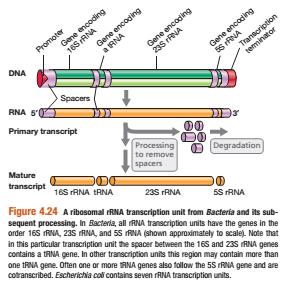 Polisistronik mrna ve Operon Prokaryotik genetik elementlerde, birbirleriyle alakalı enzimleri kodlayan genler genellikle bir