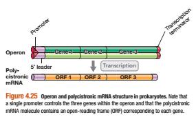 Bu durumda RNA polimeraz, zincir üzerinde aşağı doğru ilerleyerek tüm gen serisini tek ve uzun bir mrna şeklinde transkripler.