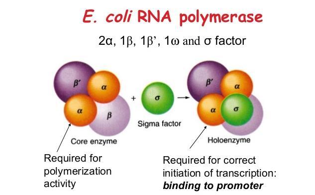 RNA Polimerazlar Escherichia coli'nin RNA polimeraz enzimi β, β, α ve σ (sigma) olmak üzere dört farklı alt üniteye sahiptir.