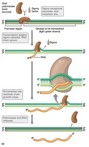 RNA polimeraz promotora bağlanınca transkripsiyon başlar. Kısa bir RNA zinciri oluşunca, sigma faktör ayrılır.