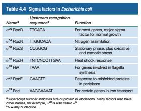 Sigma Faktörleri ve Konsensüs Diziler E. coli de, RNA polimeraz, konsensüs sekans içeren promotorlara etkili bir şekilde bağlanır.
