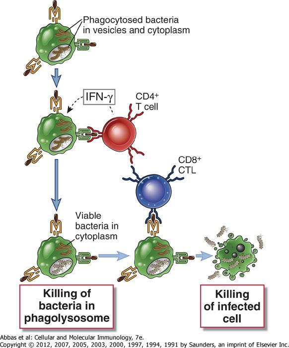 HÜCRE İÇİ MİKROPLARA KARŞI CD4 + ve CD8 + T HÜCRELERİ Vesiküllerde ve sitoplazmada fagosite edilmiş mikroplar CD4 + T