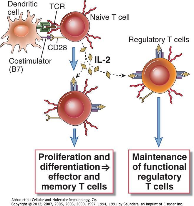 Regülatör T hücresi Çoğalma ve Farklılaşma efektör ve