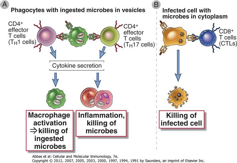 HÜCRE İÇİ MİKROBA YANIT Veziküle alınmış mikroplu fagosit Sitoplazmasında mikroplu hücre CD4 + efektör T hücresi (Th1) CD4 + efektör T hücresi