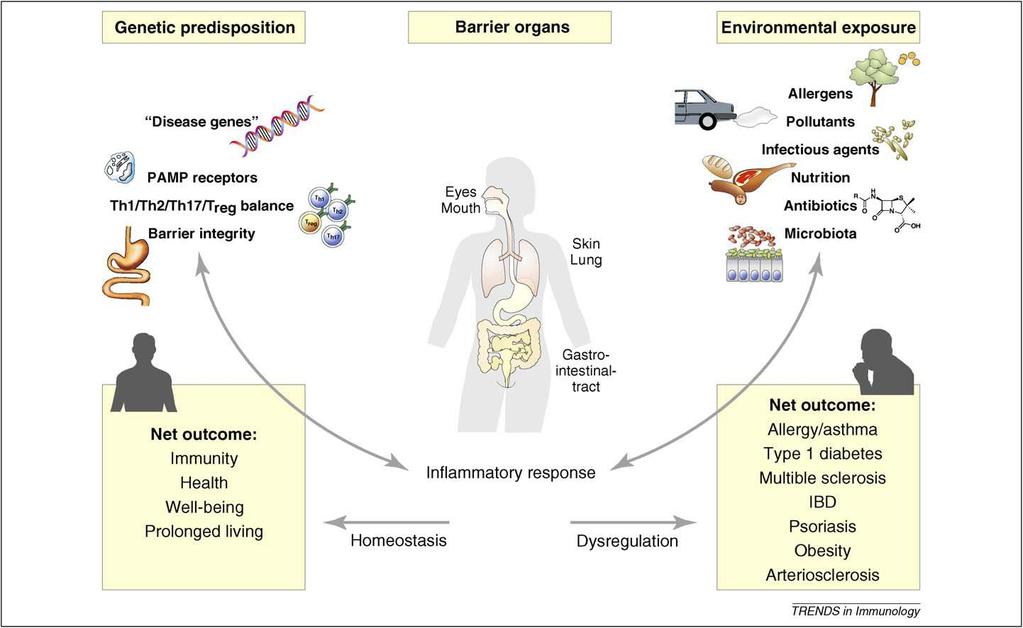 İnflamasyon Yanıtının Dengesi Genetik Yatkınlık Engel Yapılar Çevresel Etkiler Net sonuç: İmmünite Sağlık Uzun yaşama İnflamasyon Yanıtı Homeostasis
