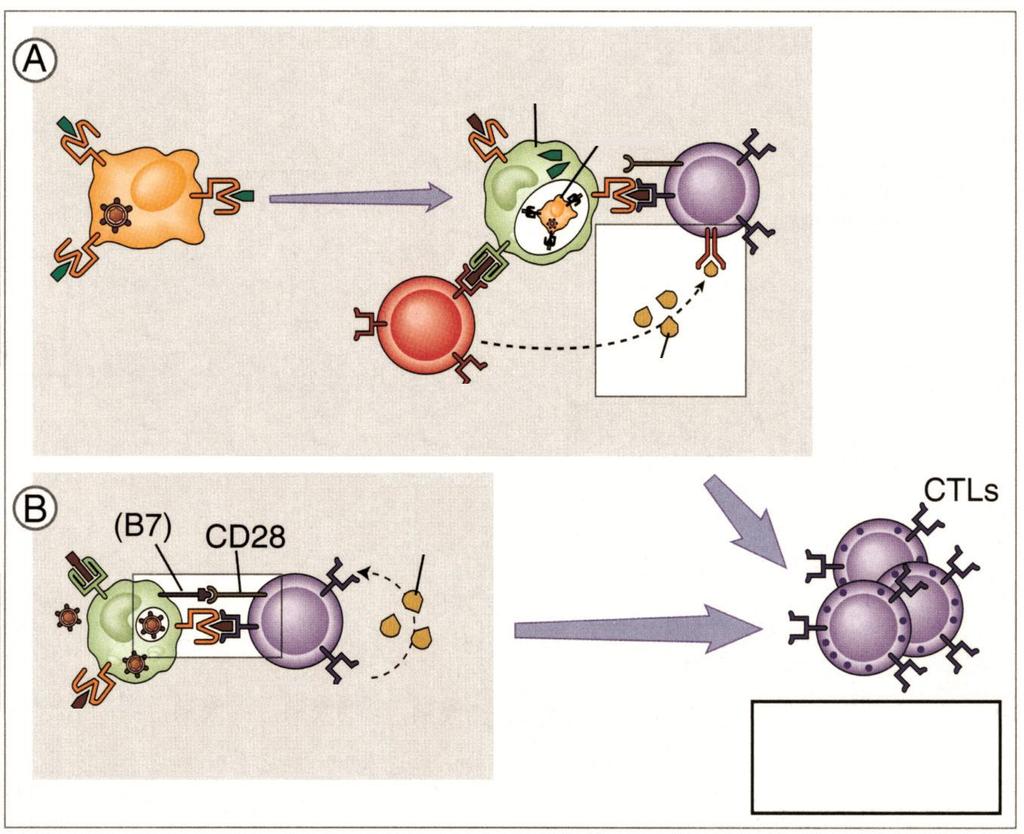 CD8 + Sitotoksik T (STL) Hücre Aktivasyonu Hem CD4 +, hem de CD8 + T hücreleri infekte hücreyi yutan ve sunan hücre (ASH) ile uyarılır.