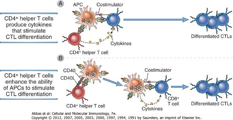 Yardımcı T hücrenin Sitotoksik T hücresine Yardımı CD4 + yardımcı hücreler sitokin üretimi ile STL