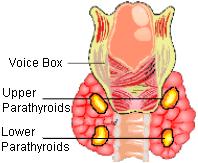 PARATİROİD BEZLER Paratiroid bezleri bir çok hayvan türünde tiroid bezinin yanında iki çift bez olarak bulunur.