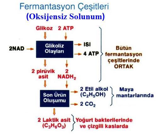 2 Oksijensiz Solunum Genel Denklemi Enzim Enzim C 6 H 12 O 6 + 2ATP --------> 2Pürivik asit ---------> Son ürünler + Enerji (Glikoz ) *4 ATP sentezlenir.