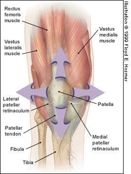 Kuadriceps kası;rectus femoris,vastus lateralis,vastus medialis ve vastus intermedius olmak üzere 4 parçadan meydana gelir,bu parçalar kuadriceps tendonu olarak birleşir ve patellaya yapışır.