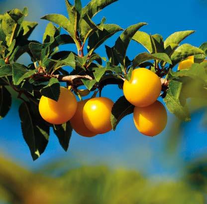 ERİK Prunus domestica, Anavatanı Anadolu olan erikler, dünyanın değişik iklim bölgelerine göçler ve harpler sebebiyle adapte olmuşlardır.