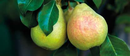 VİŞNE Prunus cerasus, gülgiller (Rosaceae) familyasından kiraza benzeyen ve tadı kiraz tadından daha ekşi olan bir meyve türü.
