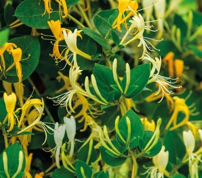 HANIMELİ Lonicera caprifalium ait, çalı ve/veya sarmaşık grubundan bir bitkidir.yapraklar karşılıklı, basit oval ve 1-10 cm uzunlukta çoğunlukla dökülen olmakla beraber sürekli olanlarıda bulunur.