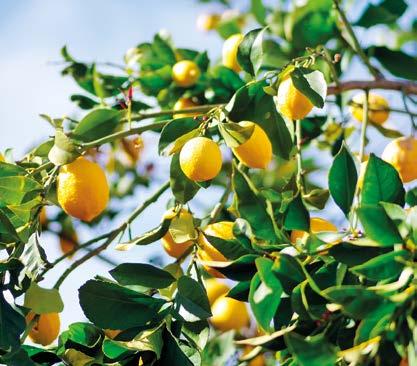 LİMON Cirtus, yıl boyunca büyümeyi sürdüren, kışın yapraklarını dökmeyen küçük bir ağaç türü ve bu ağacın meyvesidir. Limonun anavatanı kesin olarak bilinmemektedir.