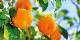 PORTAKAL Citrus sinensis, Citrus cinsi bir ağaç olan Citrus sinensis`i ve onun meyvesini tanımlar. İpek yolunun Anadolu dan geçtiği dönemlerde narenciye Hindistan civarından gelen ticari bir üründü.