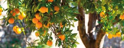 Türkçeye Portekiz den gelen anlamında, Portakal olarak girmiştir. Portakal ın Pomelo ile Mandalina nın doğal melezi olduğu sanılmaktadır.