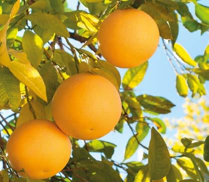 GREYFURT Citrus paradisi, sedef otugiller (Rutaceae) familyasından bugün birçok çeşit ve kültür formları yetiştirilen, yaprak dökmeyen meyve türü.