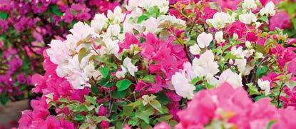 BEGONVİL Bauganinvillea glabra mor, beyaz, pembe ve kırmızı renkte çiçekleri olan, tırmanıcı özellikte ve ağaçsı bir bitkidir. Güneşi sever.