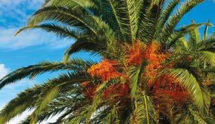 PALMİYE Palmiyegiller (Arecaceae, Palmae) familyasını oluşturan tropik iklimlerde yetişen ve hoş bir görüntü oluşturan türlerin ortak adı. Palmiyeler konik gövdelidirler.