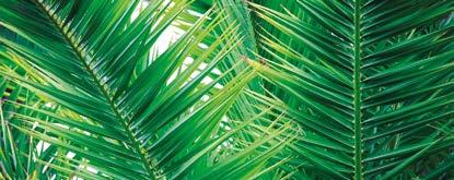 Palmiye türlerinin tohumları 1 cm den 50 cm ye kadar kabak çiçeği gibi kabarır. HURMA Phoenix dactylifera, palmiyegiller (Arecaceae) familyasından dekoratif yapraklı bir palmiye türüdür.