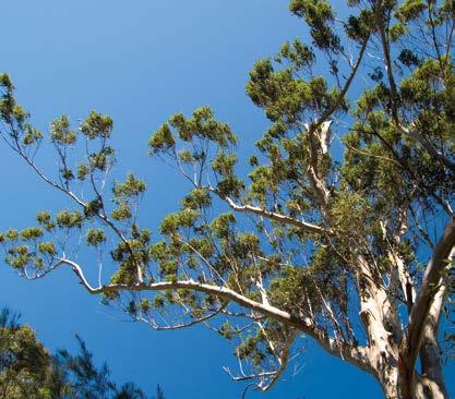 OKALİPTÜS Mersingiller (Myrtaceae) familyasından birçok türü bulunan geniş bir ağaç (nadiren çalı) cinsi. Türleri Avustralya nın ağaç florasında egemendir.