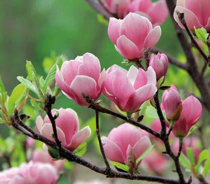 MANOLYA Magnolia grandiflora, Saçak kök yapısına sahiptirler. Çok kalın değildir. Genç sürgünler, tomurcuk ve agregat meyve pas rengi tüylerle sık bir biçimde örtülmüştür. Çok çatlaklı değildir.