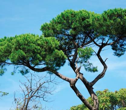 FISTIK ÇAMI Pinus pinea, çamgiller (Pinaceae) familyasından Ege, Akdeniz sahilleri, Portekiz, İspanya, İtalya, Girit ve Türkiye de yayılış gösteren çam türü.