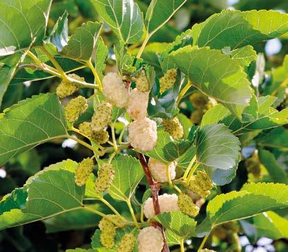 DUT Dutgiller (Moraceae) familyasından Morus cinsini oluşturan ağaç türlerine verilen ad. Vatanı Çin dir. 15 m ye kadar boylanır. Gövde silindirik, dik ve kalın; kabuk çatlaklı ve gri-kahve renklidir.