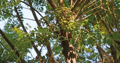TESPİH AĞACI Melia azedarach, tespih ağacıgillerden (Meliaceae) Hindistan da ve Avrupa nın sıcak bölgelerinde yetişen bir ağaç türü.