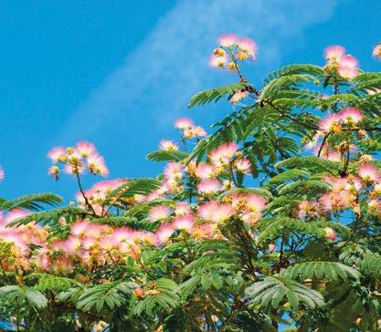 GÜLİBRİŞİM Albizia julibrissin, baklagiller (Fabaceae) familyasından 15 m ye kadar boy yapabilen küçük bir ağaç. İkili tüysü yapraklar karşılıklı dizilmiştir.