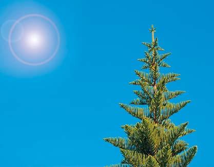 AROKARYA Kökeni Güney Amerika, Yeni Gine, Avustralya, Yeni Hebrid ve Yeni Kaledonya adaları ile Norfolk adası olan Araucaria cinsi, kışın yapraklarını dökmeyen (herdem yeşil) ve kozalaklı ağaç