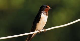 KARA KIZILKUYRUK - Phoenicurus ochruros Ülkemizdeki yaygın olarak görülen ötücü bir kuştur.