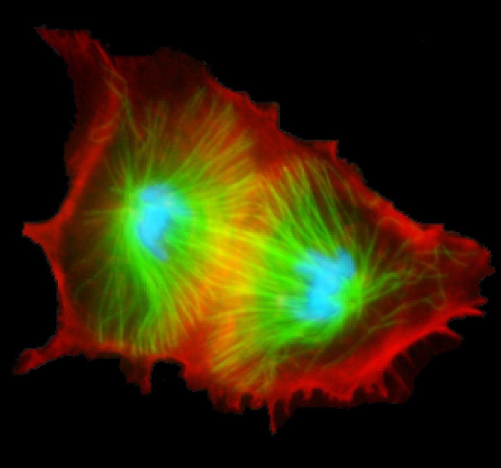 2. tür bölünmede ekvatoryal düzlem boyunca sitoplazmada kökenini endoplazma retikulumu ve Golgi aygıtından alan kesecikler toplanır ve iki adet hücre zarı oluştururlar.