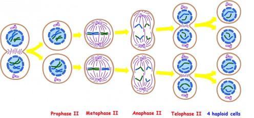 Böyle bir hücredeki homolog kromozomlar birbirlerine yaklaşmaya başlarlar.
