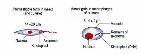5 kullanılmaktadır. Bütün Leishmania türlerinde sitoplazmada tek bir mitokondri bulunmaktadır.
