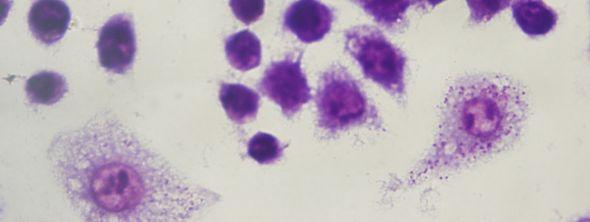 3 PAA ya (1 mg/ml, MA:100,000) Maruz Kalmış Promastigotların J774 Makrofaj Hücreleri ile Etkileşimi 1 mg/ml